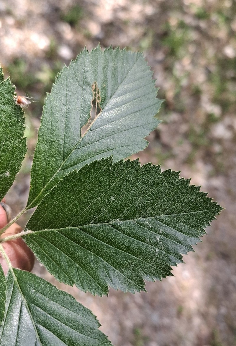 Karpatiosorbus meyeri photo 5