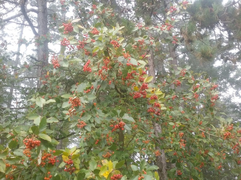 Karpatiosorbus meyeri photo 6