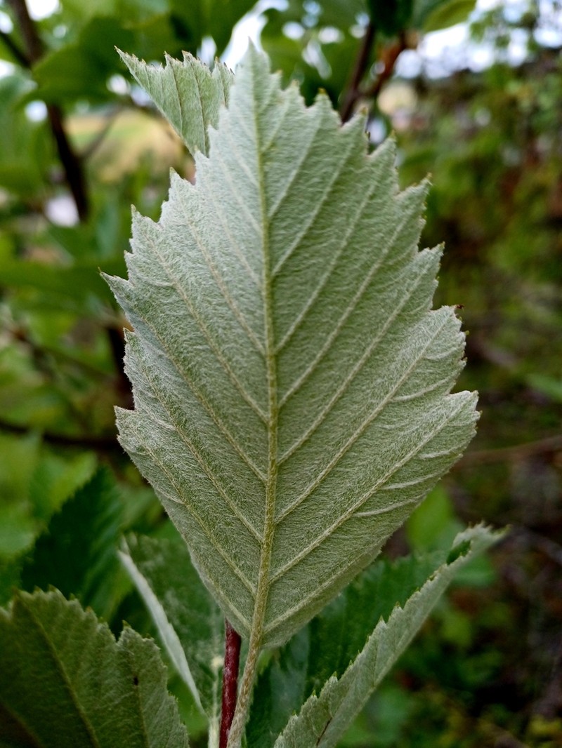Karpatiosorbus meyeri photo 7