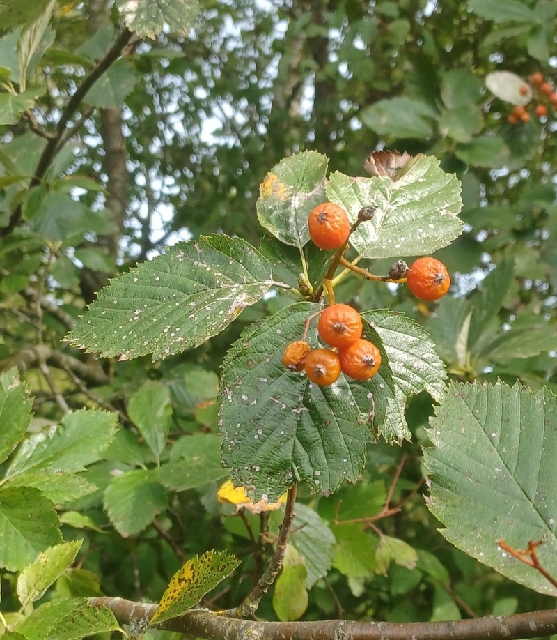 Karpatiosorbus meyeri photo 8