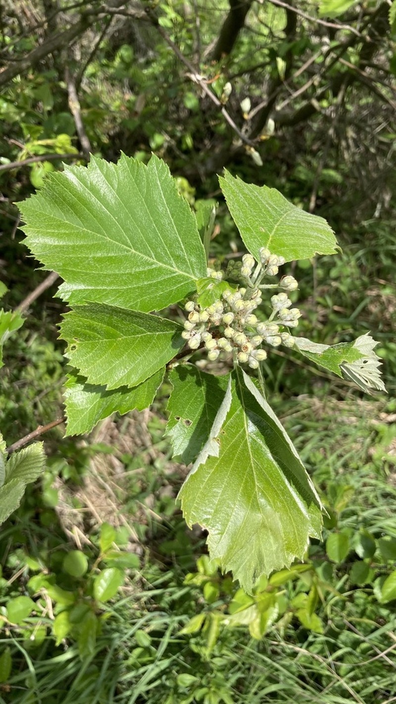 Karpatiosorbus milensis photo 2