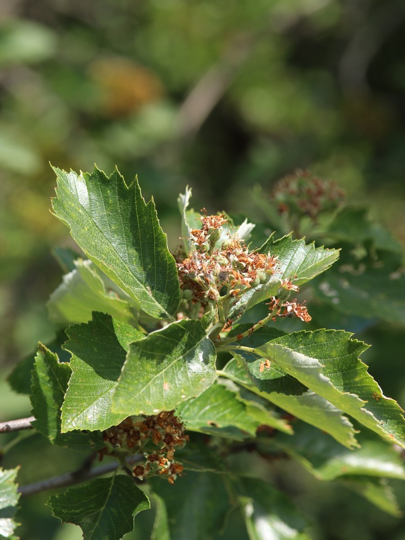 Karpatiosorbus milensis photo 4