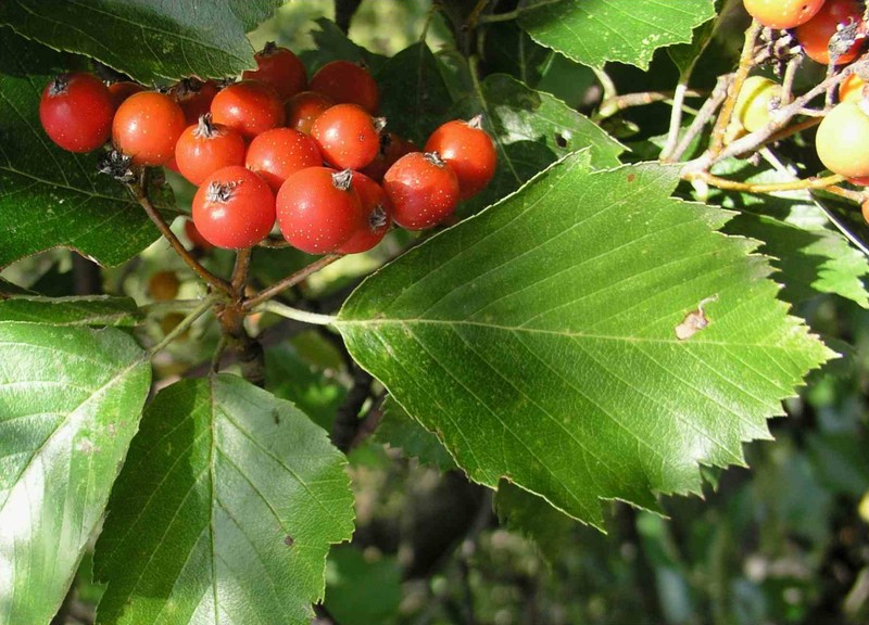 Karpatiosorbus milensis
