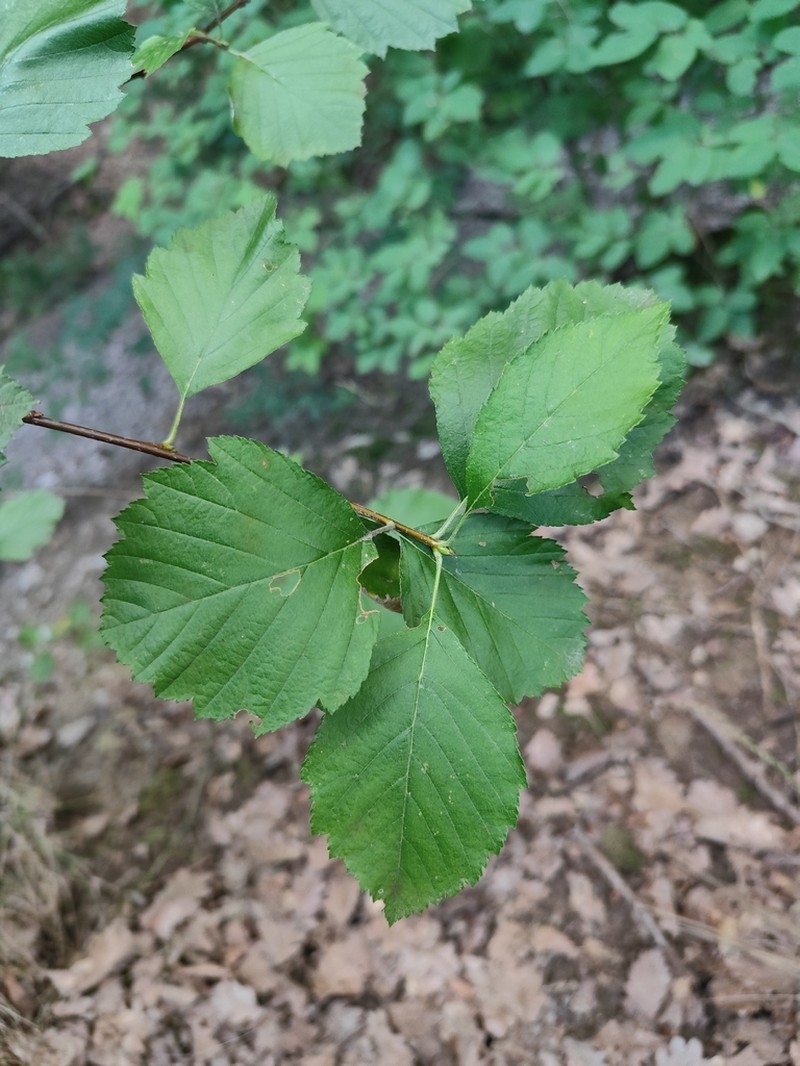 Karpatiosorbus omissa