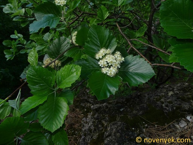 Karpatiosorbus pelsoensis