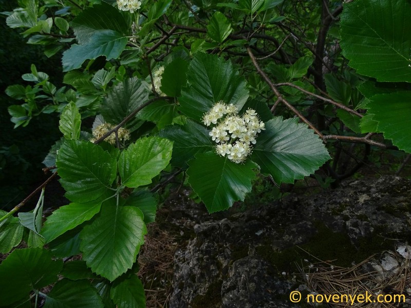 Karpatiosorbus pelsoensis photo 2