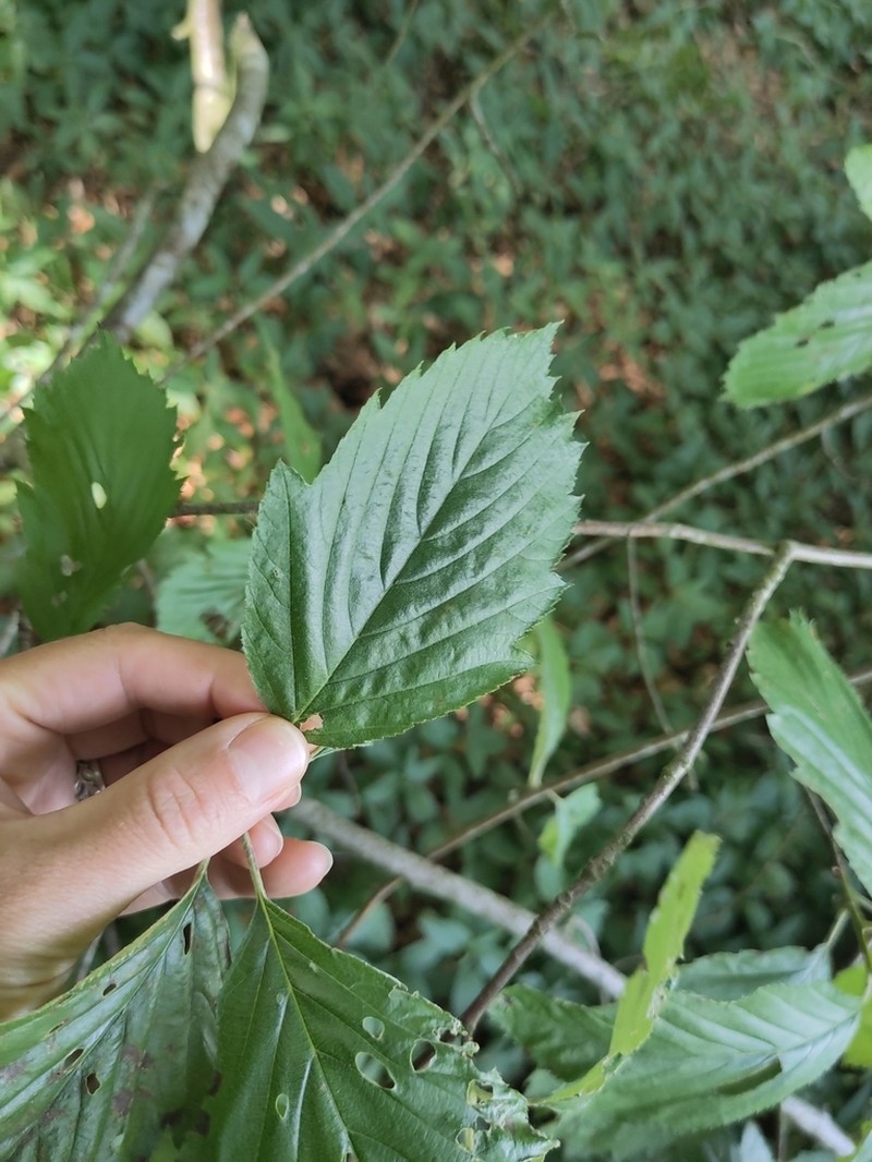 Karpatiosorbus perlonga photo 2