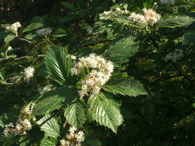 Karpatiosorbus perlonga photo 3