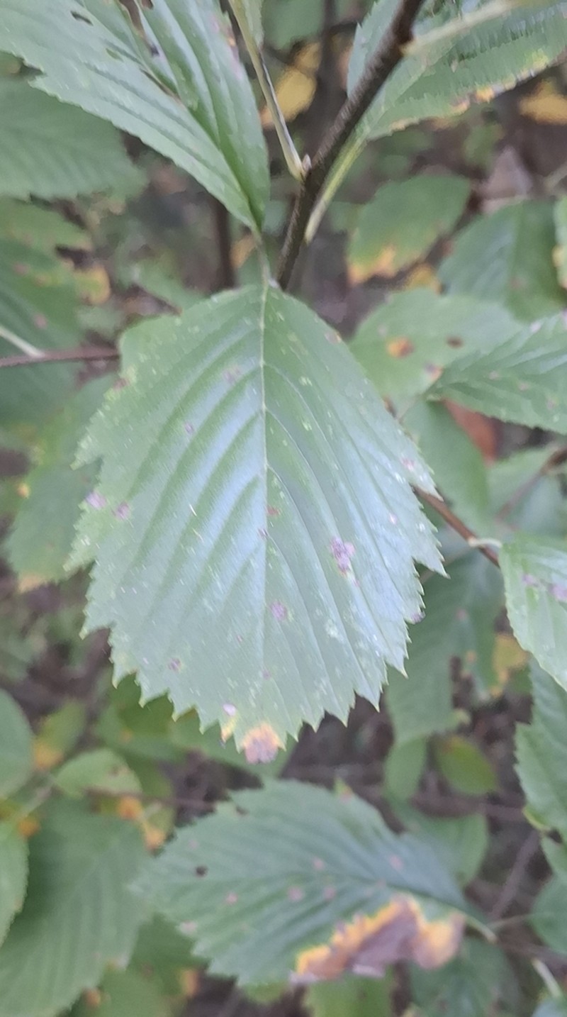 Karpatiosorbus perlonga photo 4