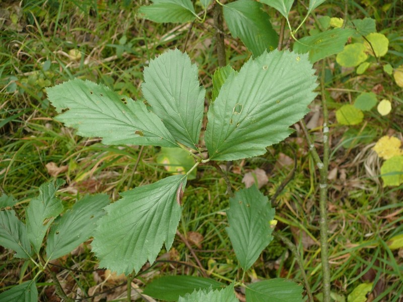 Karpatiosorbus perlonga photo 5