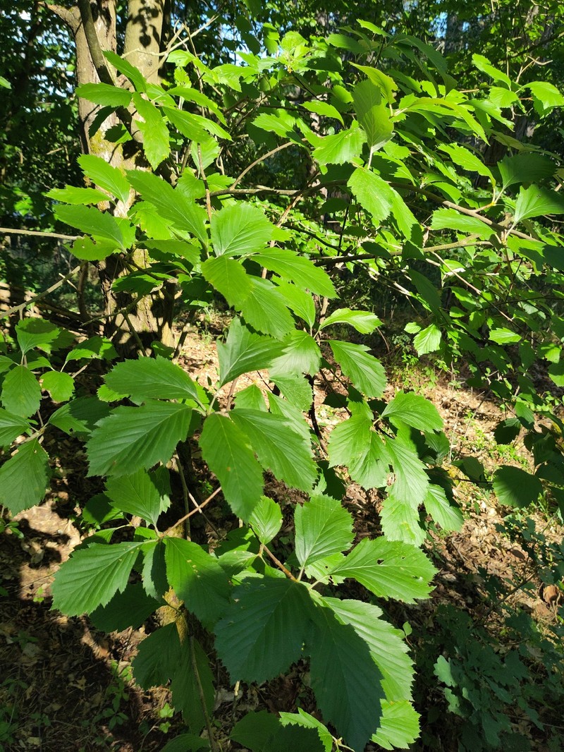 Karpatiosorbus perlonga photo 6