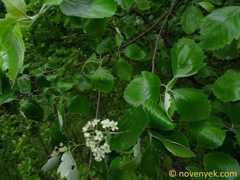 Karpatiosorbus polgariana