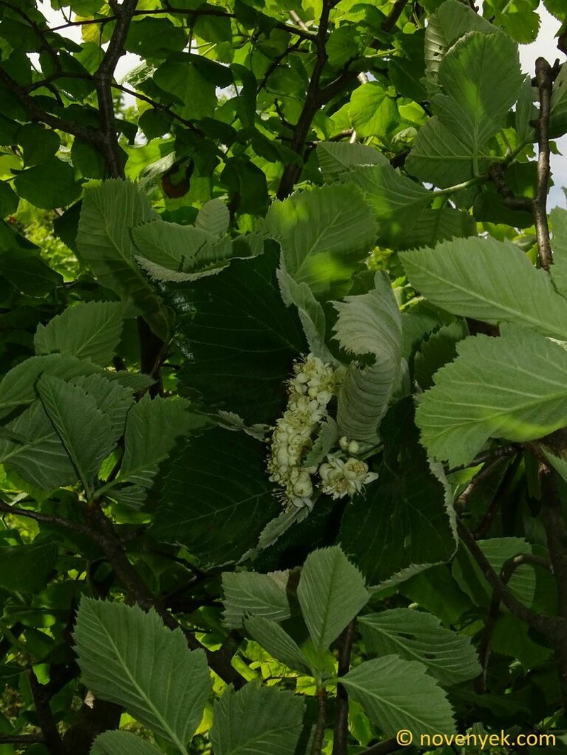 Karpatiosorbus pseudobakonyensis