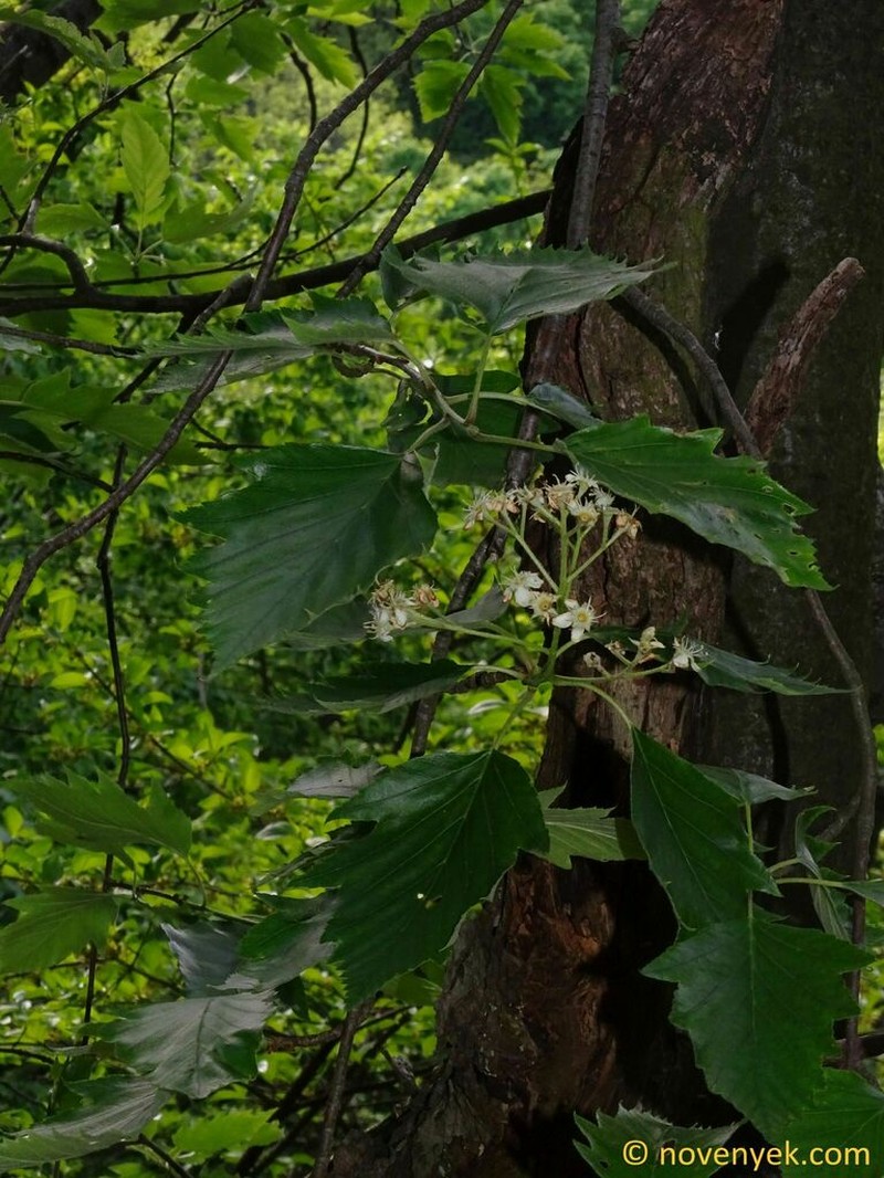 Karpatiosorbus pseudolatifolia