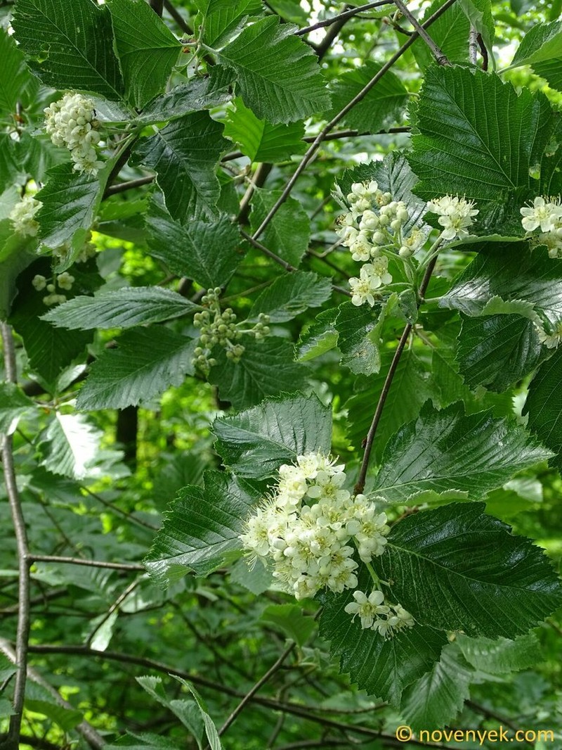 Karpatiosorbus pseudolatifolia photo 2