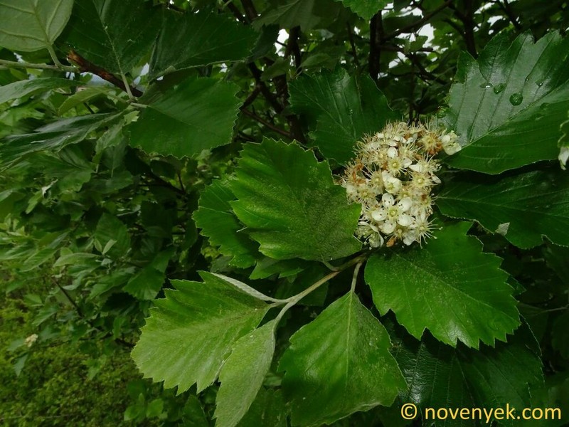 Karpatiosorbus pseudosemi-incisa