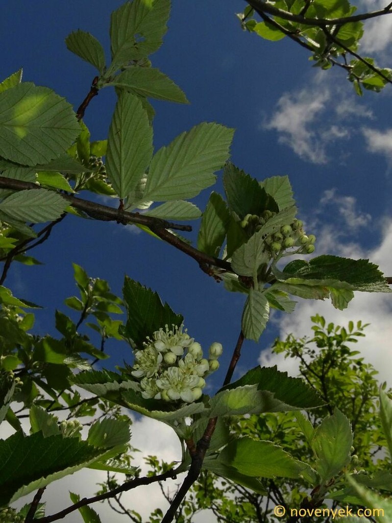 Karpatiosorbus pseudovertesensis