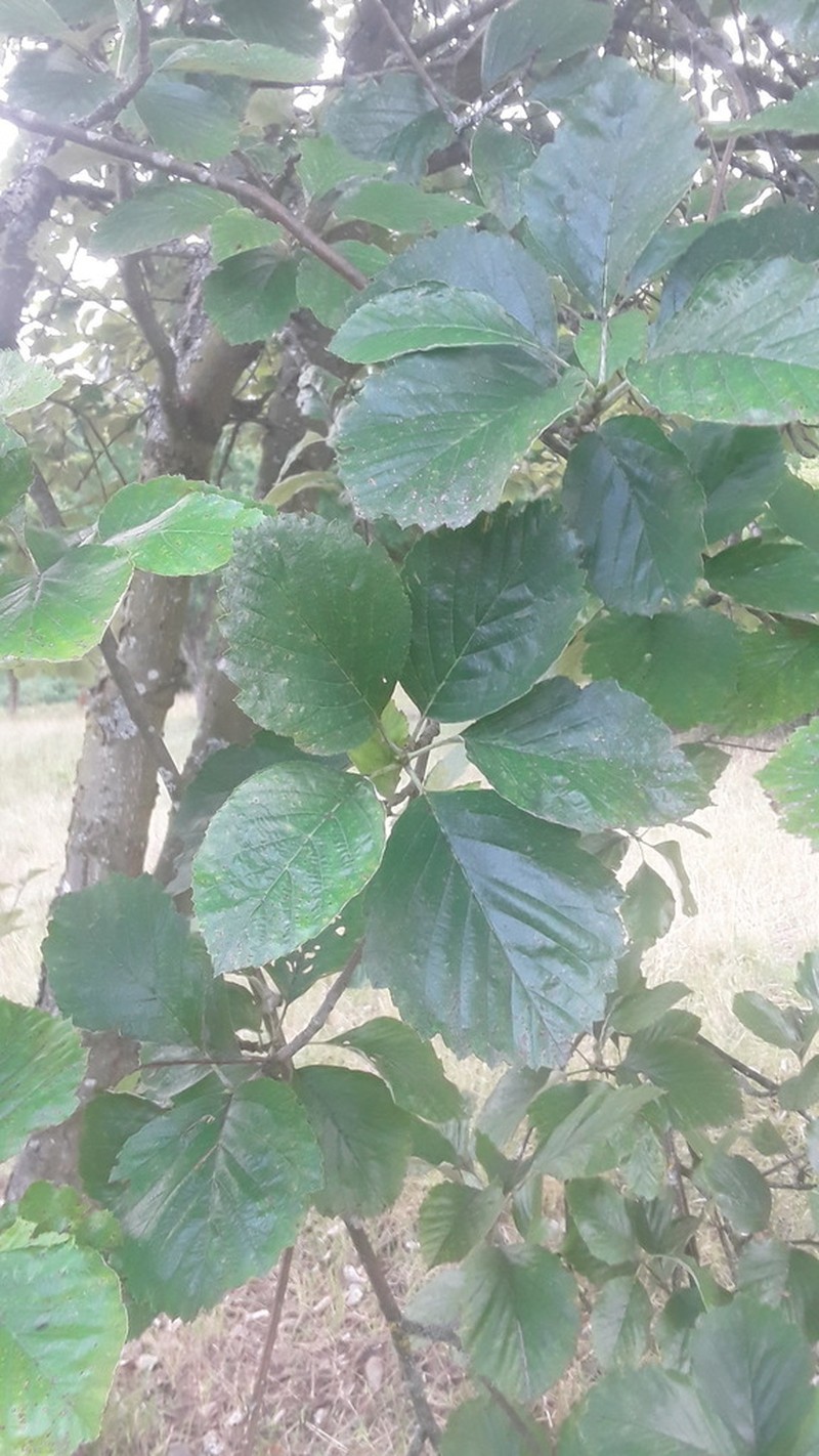 Karpatiosorbus ratisbonensis