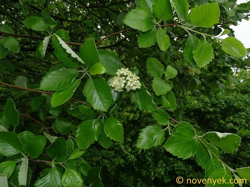 Karpatiosorbus redliana