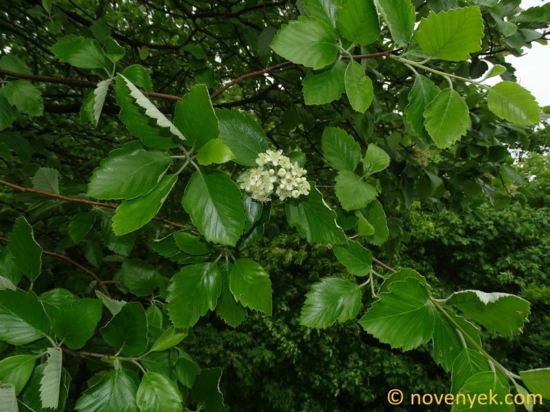 Karpatiosorbus redliana photo 2