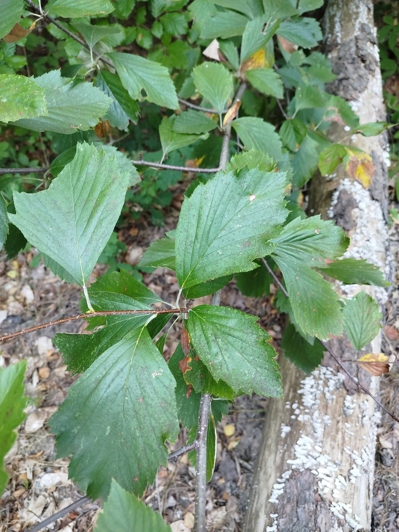Karpatiosorbus remensis