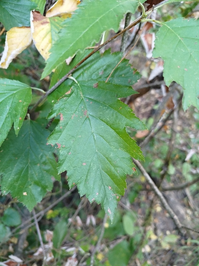 Karpatiosorbus remensis photo 2