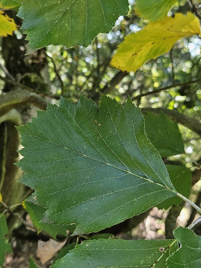 Karpatiosorbus rhodanthera photo 2