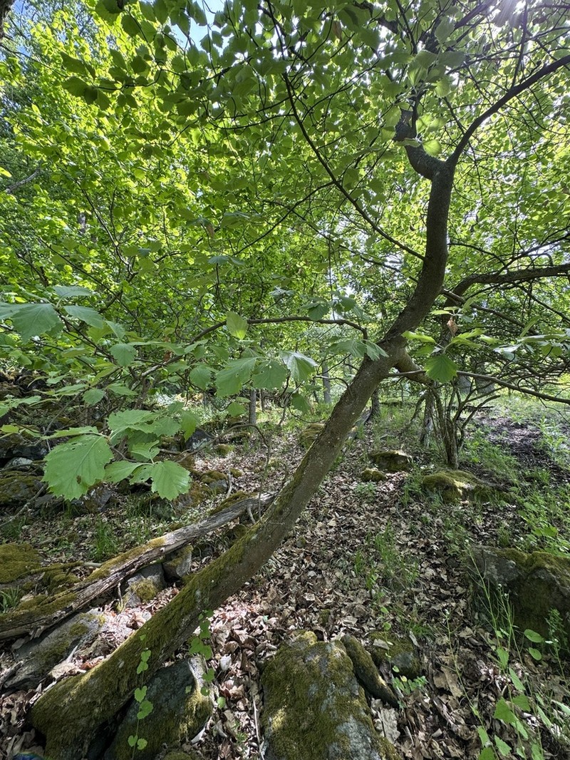 Karpatiosorbus rhodanthera photo 3