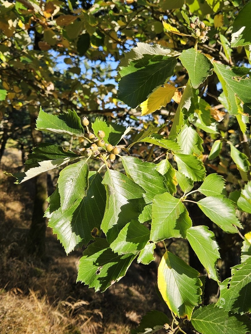 Karpatiosorbus rhodanthera photo 4