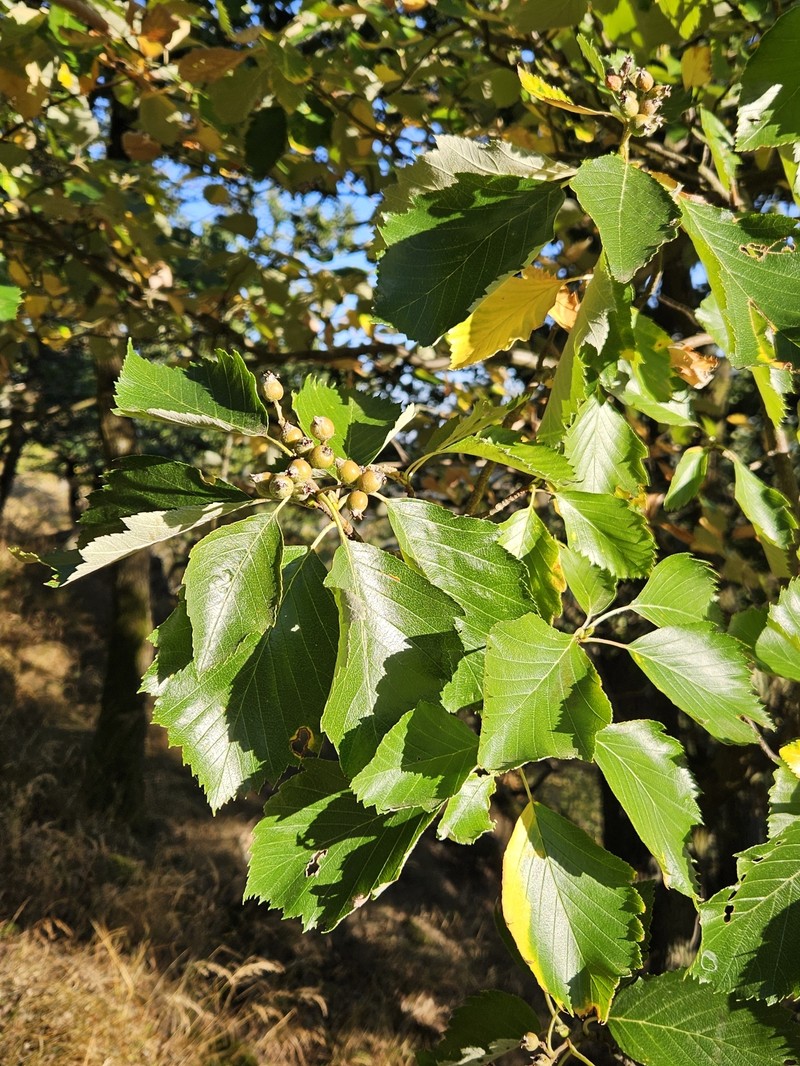 Karpatiosorbus rhodanthera photo 6
