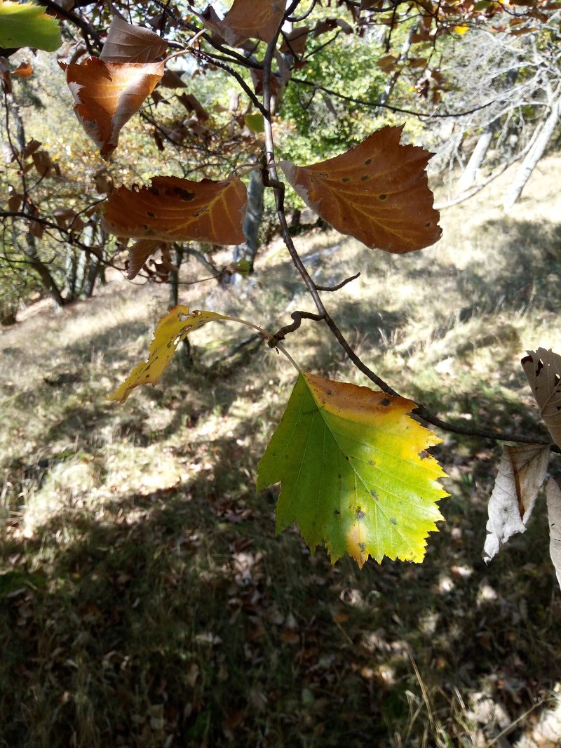 Karpatiosorbus rhodanthera photo 8
