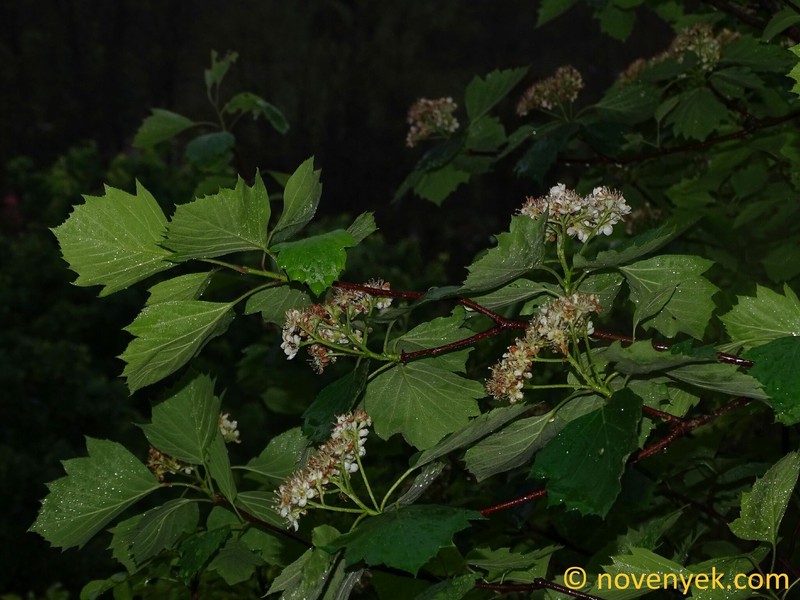 Karpatiosorbus rhombiformis photo 2