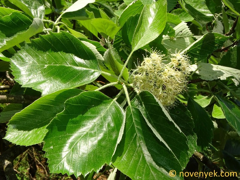Karpatiosorbus schuwerkiorum photo 4