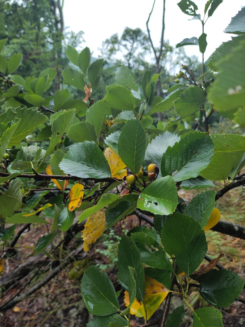 Karpatiosorbus schuwerkiorum photo 5