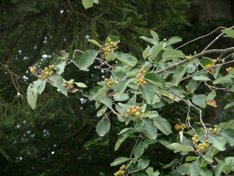 Karpatiosorbus schuwerkiorum