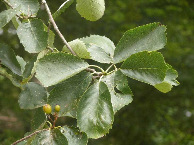 Karpatiosorbus schuwerkiorum photo 6