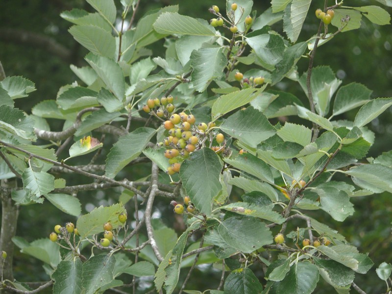 Karpatiosorbus schuwerkiorum photo 7