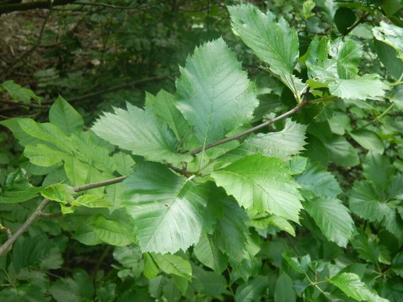 Karpatiosorbus semi-incisa
