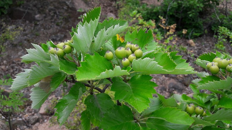 Karpatiosorbus semi-incisa photo 2