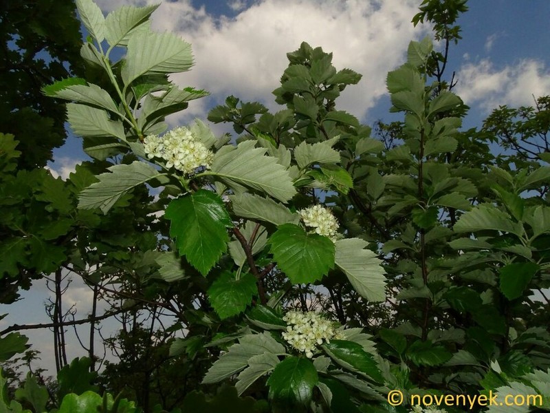 Karpatiosorbus semi-incisa photo 3