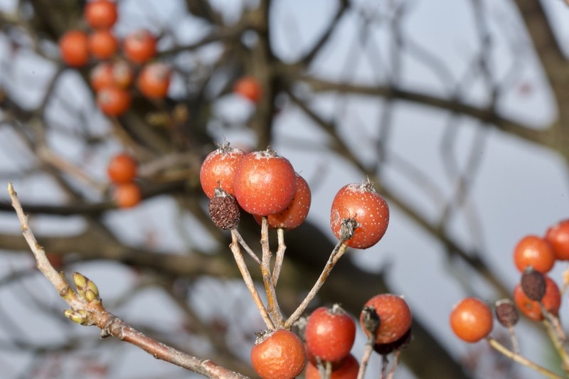 Karpatiosorbus semi-incisa photo 6
