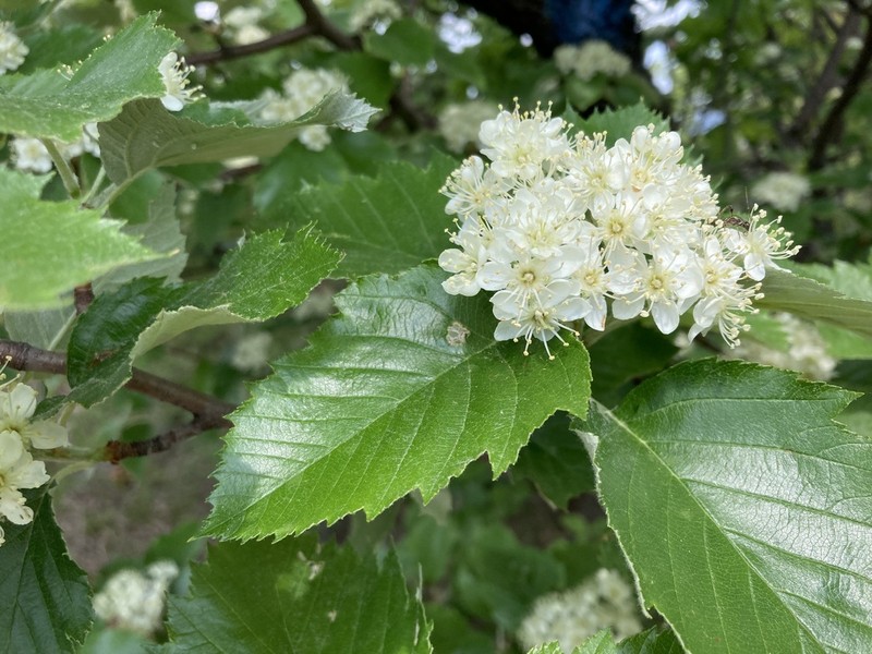Karpatiosorbus semi-incisa photo 8