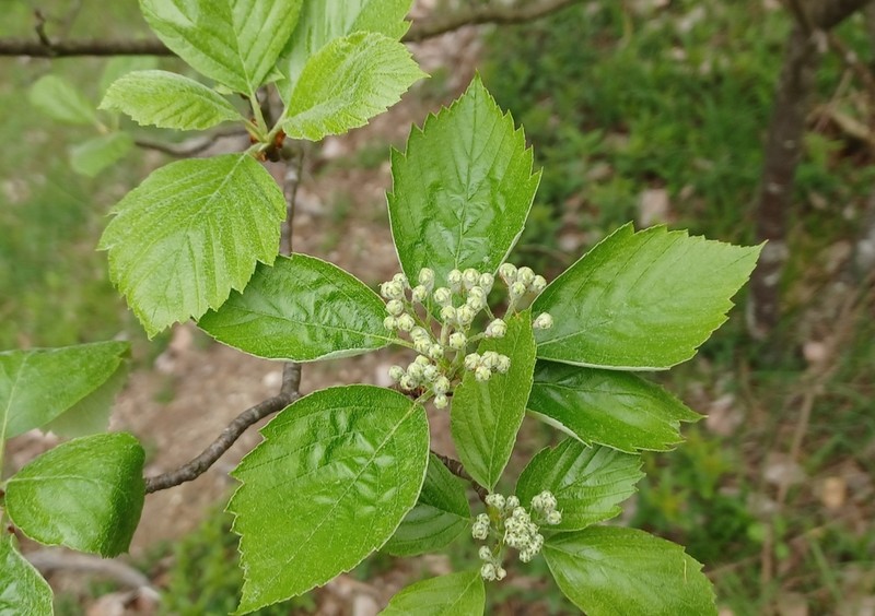 Karpatiosorbus seyboldiana