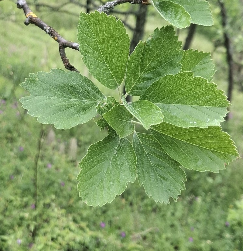 Karpatiosorbus seyboldiana photo 2
