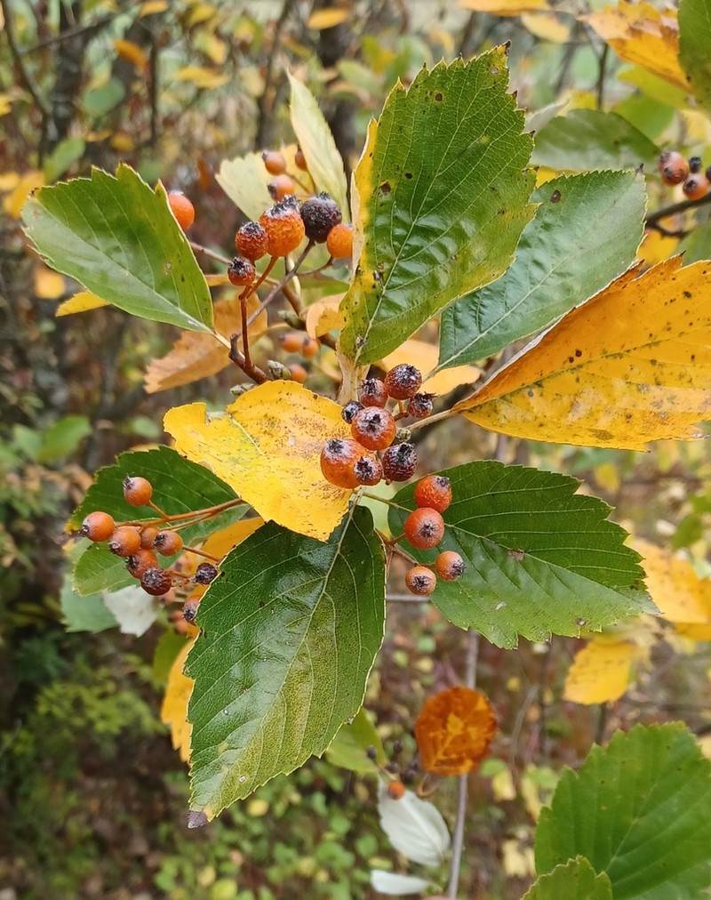 Karpatiosorbus seyboldiana photo 3