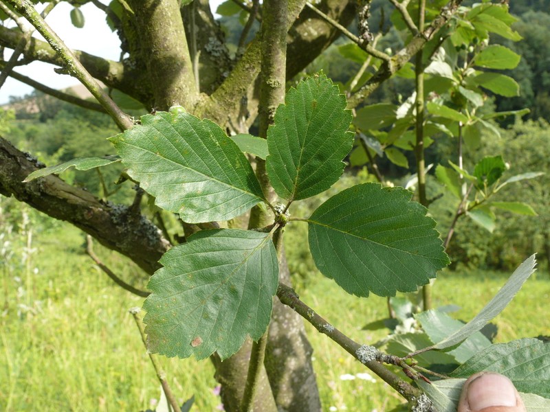 Karpatiosorbus seyboldiana photo 4