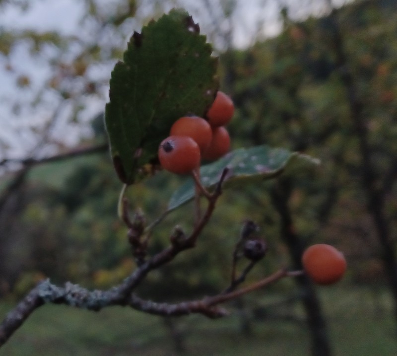 Karpatiosorbus seyboldiana photo 5