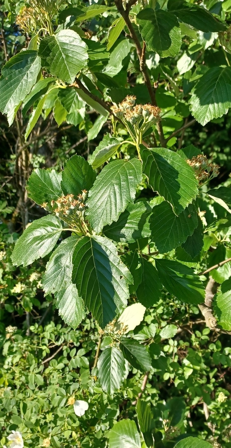 Karpatiosorbus seyboldiana photo 6