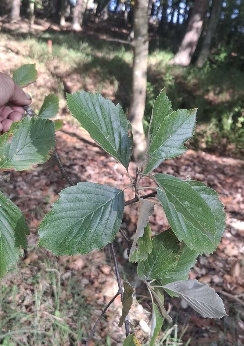 Karpatiosorbus seyboldiana photo 7
