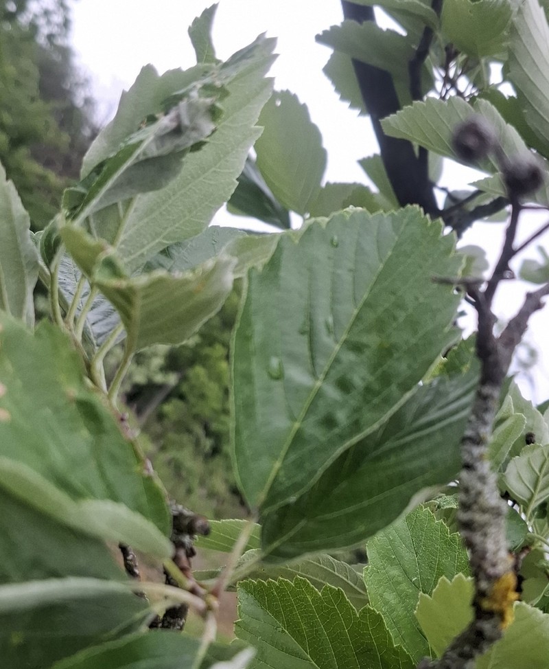 Karpatiosorbus seyboldiana photo 8